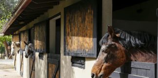 Horse looking over the wooden stable doors