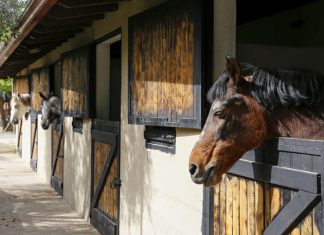 Horse looking over the wooden stable doors