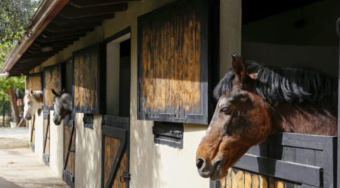 Horse looking over the wooden stable doors