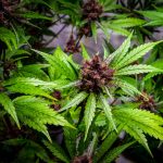 How to Properly Store Your Delta-8 Flowers for Maximum Freshness THC flower