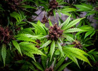 THC flower