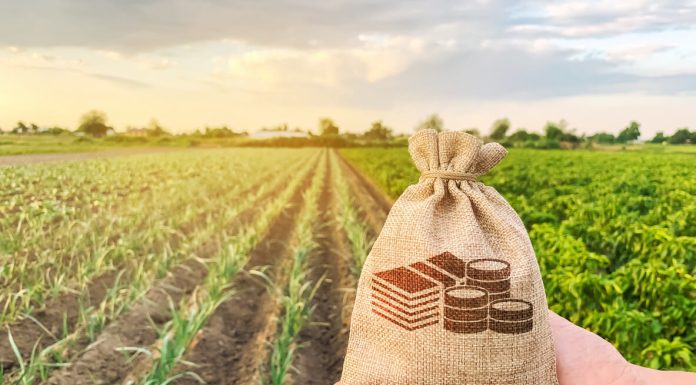 The farmer holds a money bag on the background of plantation