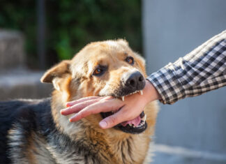 How to Deal with a Dog Bite Injury and Seek Compensation A male German shepherd bites a man by the hand.