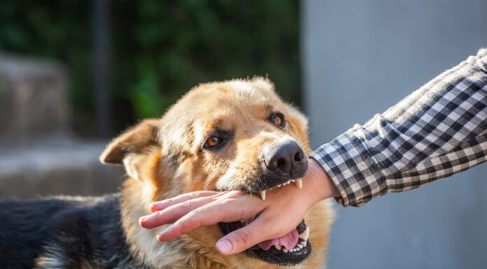 A male German shepherd bites a man by the hand.