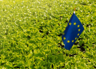 The Plastics Crisis is Worsening. Here is how the EU – and you – can Prevent a Hazard Spill Over. a lot of green lettuce grows on the plantation, among the plants there is an eu flag, concept