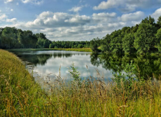 Effects of Climate Change on Small Ponds Forest pond in a clearing on a summer day