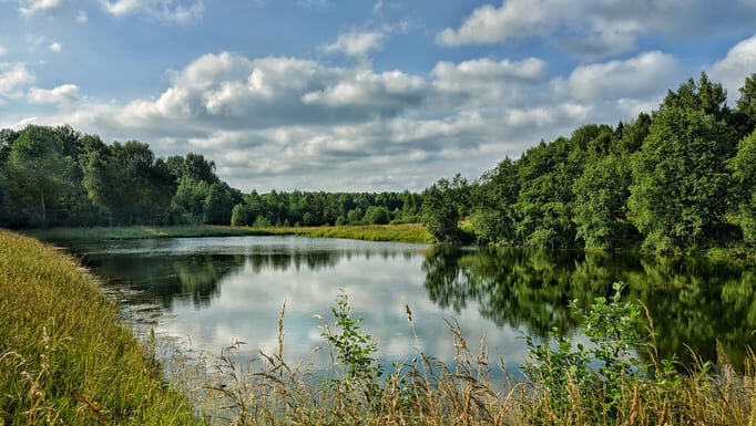 Forest pond in a clearing on a summer day
