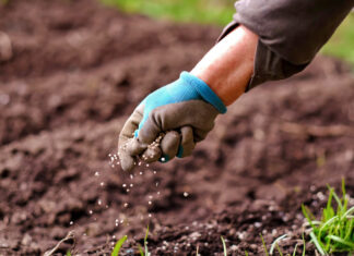 Feeding the World Sustainably: How Next-Generation Fertilizers Are Transforming Agriculture Senior woman applying fertilizer plant food to soil for vegetable and flower garden