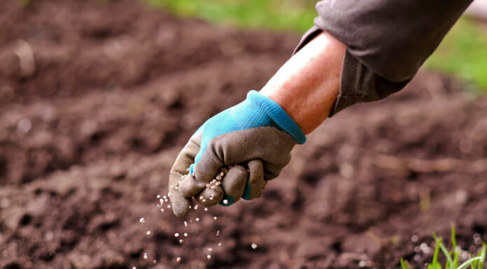 Feeding the World Sustainably: How Next-Generation Fertilizers Are Transforming Agriculture Senior woman applying fertilizer plant food to soil for vegetable and flower garden