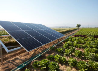 The Sun and the Seed: Cultivating Sustainability Across Industries A lettuce field irrigated with solar energy
