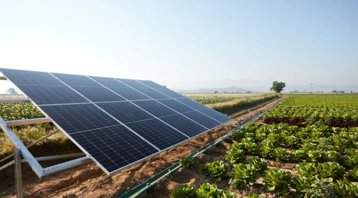 The Sun and the Seed: Cultivating Sustainability Across Industries A lettuce field irrigated with solar energy