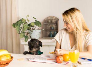 Pet insurance