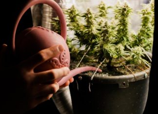Cultivating marijuana at home in grow tent. Close up man watering cannabis plant