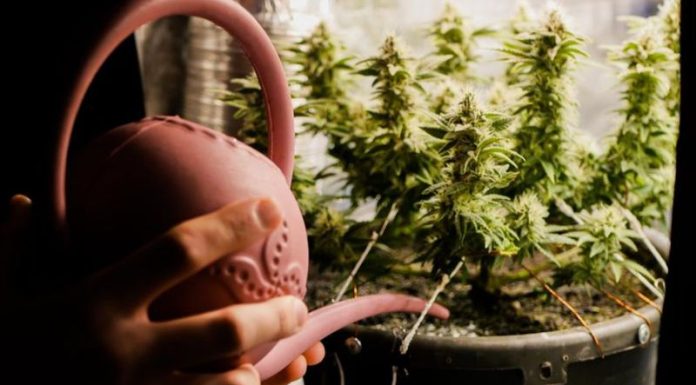 The Best Fertilizer for Big Buds: A Complete Grower’s Guide Cultivating marijuana at home in grow tent. Close up man watering cannabis plant