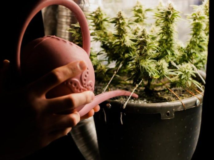 Cultivating marijuana at home in grow tent. Close up man watering cannabis plant