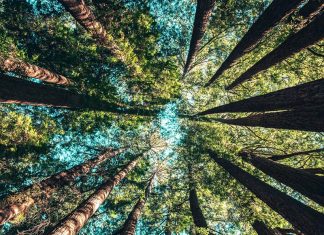 How AI and Automation Are Transforming Reforestation and Forest Monitoring Up into the redwood trees