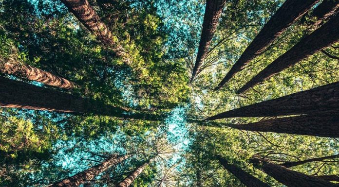How AI and Automation Are Transforming Reforestation and Forest Monitoring Up into the redwood trees