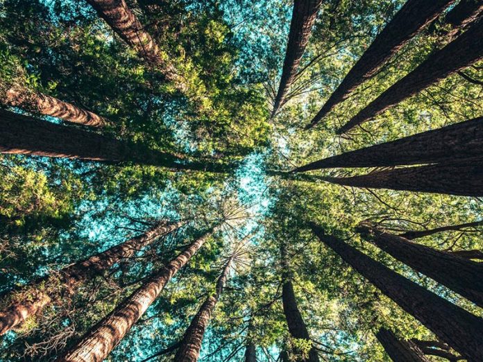 casey-horner-4rDCa5hBlCs-unsplash (1) Up into the redwood trees