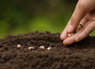Hand Sowing seeds
