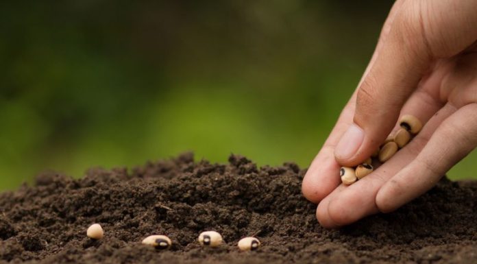 How to Store and Germinate Rare Seeds Successfully? Hand Sowing seeds