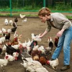 Farmer pouring chicken feed into troughs