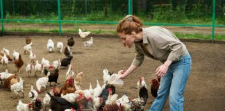 Farmer pouring chicken feed into troughs