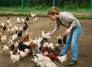 Farmer pouring chicken feed into troughs