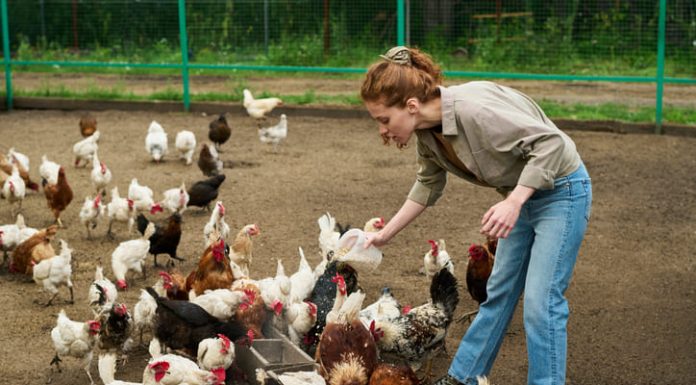 Farmer pouring chicken feed into troughs