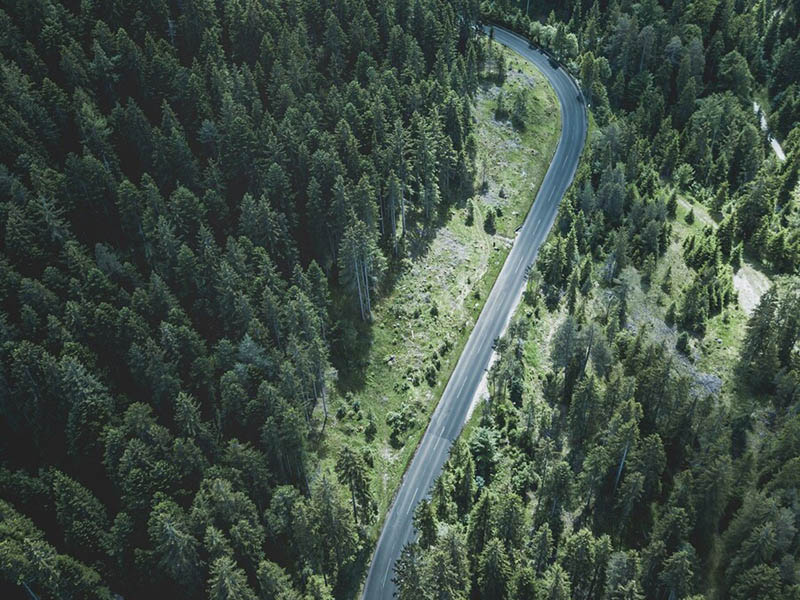 Country road between big trees in a forest