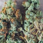 cannabis trichomes macro photo of plant marijuana delta-8 bud health, cultivation of hybrid varieties of Indica and Sativa medical universities