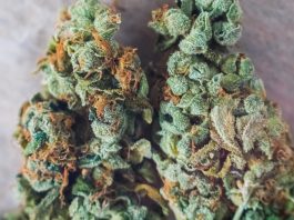 cannabis trichomes macro photo of plant marijuana delta-8 bud health, cultivation of hybrid varieties of Indica and Sativa medical universities