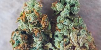 cannabis trichomes macro photo of plant marijuana delta-8 bud health, cultivation of hybrid varieties of Indica and Sativa medical universities