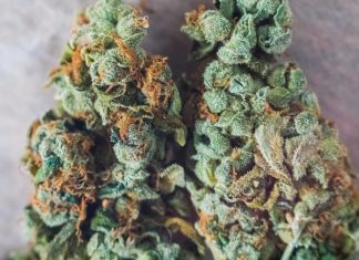 cannabis trichomes macro photo of plant marijuana delta-8 bud health, cultivation of hybrid varieties of Indica and Sativa medical universities