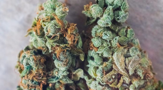 What is Delta-8 THC? A Complete Guide cannabis trichomes macro photo of plant marijuana delta-8 bud health, cultivation of hybrid varieties of Indica and Sativa medical universities