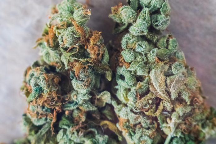 cannabis trichomes macro photo of plant marijuana delta-8 bud health, cultivation of hybrid varieties of Indica and Sativa medical universities