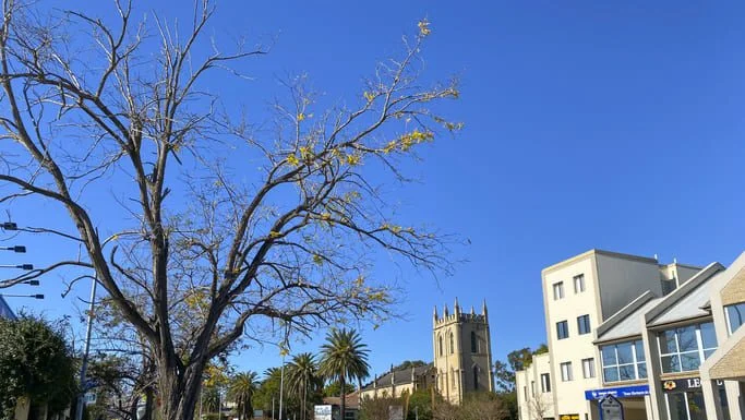 A beautiful winter tree in Penrith, is a suburb in New South Wales, Australia, located west of Sydney.