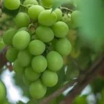 Importing Egyptian Fruits: 7 Buyer Advantages Grape, an egyptian fruit