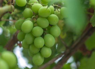 Grape, an egyptian fruit