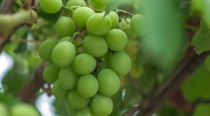 Grape, an egyptian fruit