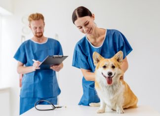 Evette Staffing Values People, Culture, and Impact in Veterinary Work