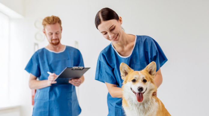 Evette Staffing Values People, Culture, and Impact in Veterinary Work: Evette Staffing’s Purpose-Driven Roots Evette Staffing Values People, Culture, and Impact in Veterinary Work