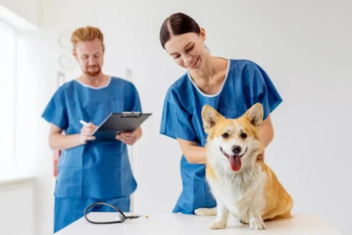 Veterinarian in blue scrubs examining a corgi dog on a table, while a male assistant holds a tablet, showcasing a modern veterinary clinic Evette Staffing Values People, Culture, and Impact in Veterinary Work