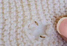 Why Moth Extermination Matters for Your Home Safety