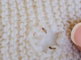 Why Moth Extermination Matters for Your Home Safety Why Moth Extermination Matters for Your Home Safety