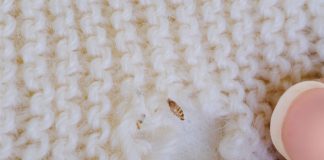 Why Moth Extermination Matters for Your Home Safety