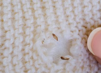 Why Moth Extermination Matters for Your Home Safety