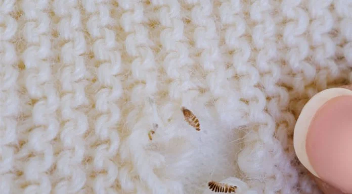 Why Moth Extermination Matters for Your Home Safety Why Moth Extermination Matters for Your Home Safety