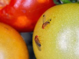 Chile Strengthens Phytosanitary Defense with National Plan Against Fruit Fly: “We Export Trust” Drosophila suzukii, commonly called the spotted wing drosophila or fruit fly