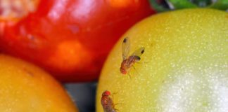 Chile Strengthens Phytosanitary Defense with National Plan Against Fruit Fly: “We Export Trust” Drosophila suzukii, commonly called the spotted wing drosophila or fruit fly