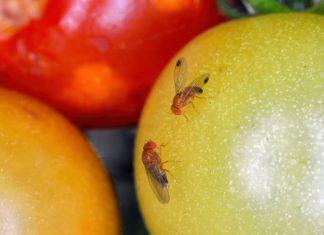 Drosophila suzukii, commonly called the spotted wing drosophila or fruit fly